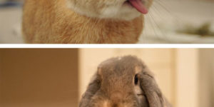 Bunnies sticking out their tongues.