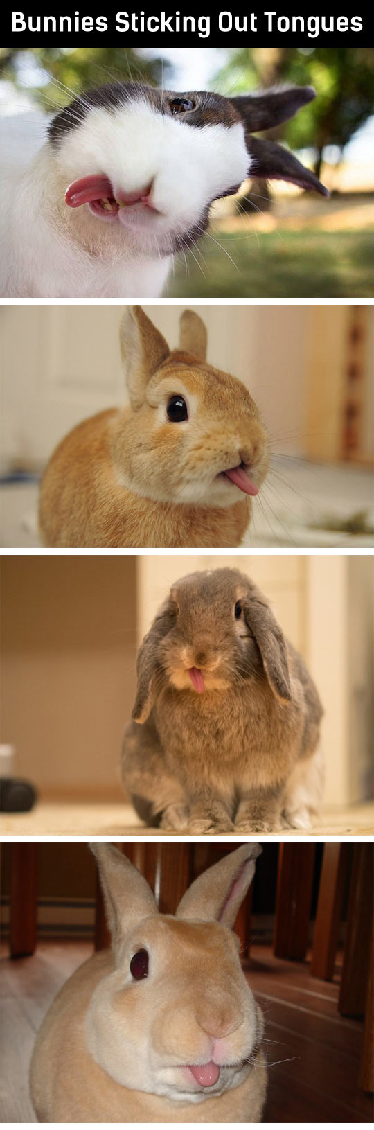 Bunnies sticking out their tongues.