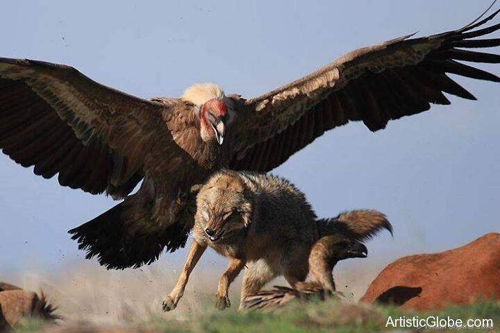 Condors are bloody huge.