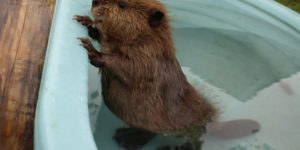 So this is what a baby beaver looks like