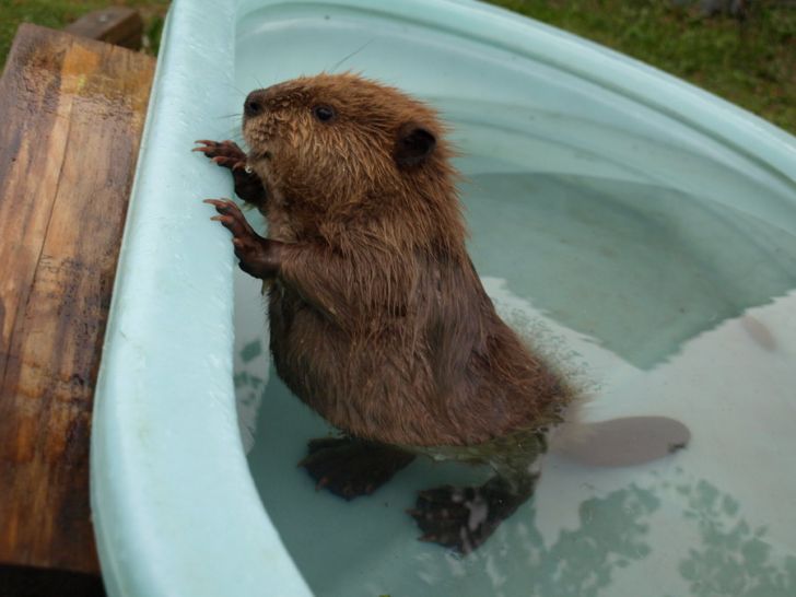 So this is what a baby beaver looks like