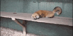 Happiest fox I’ve ever seen