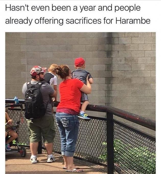 All for Harambe