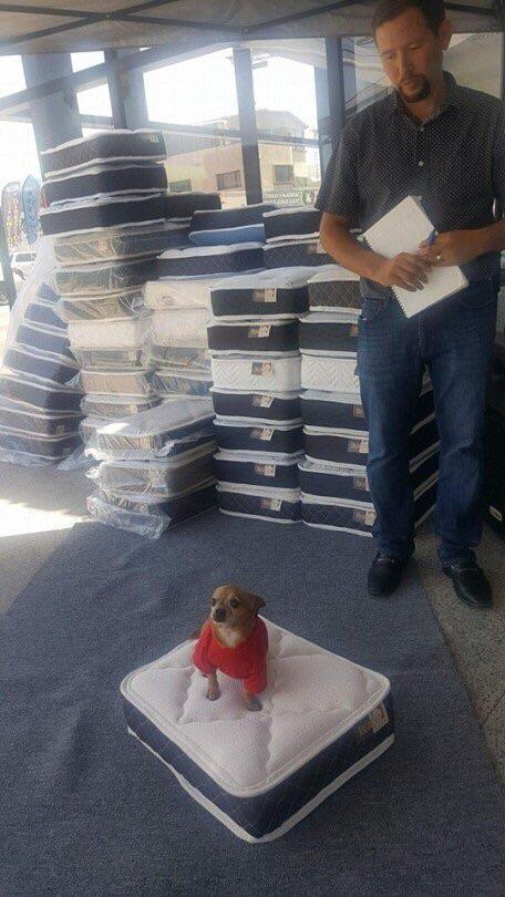 This mattress store gives a small mattress for your dog when you buy a regular one