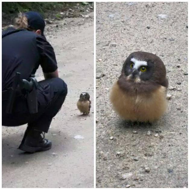 Am I being detained, hooman?