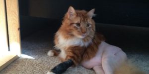 My friend’s cat had surgery and now he has no pants