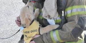 When A Service Puppy Meets A Firefighter