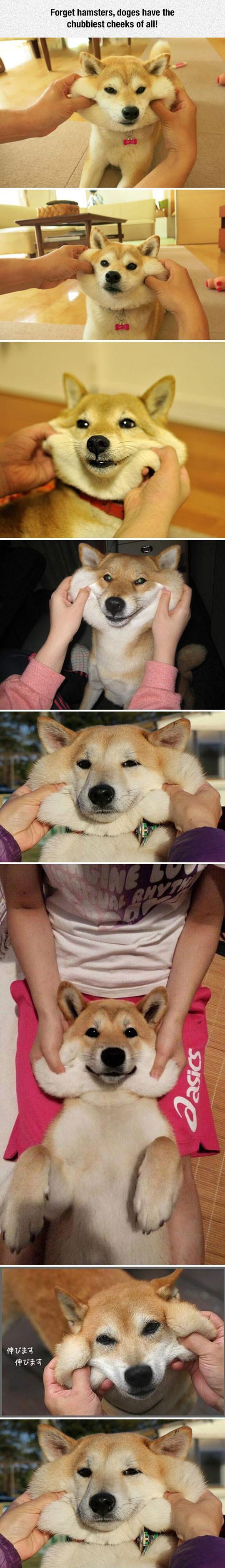 Forget Hamsters, Doges Have The Chubbiest Cheeks..