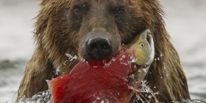 Brown bear with freshly caught salmon, Katmai National Park, Alaska