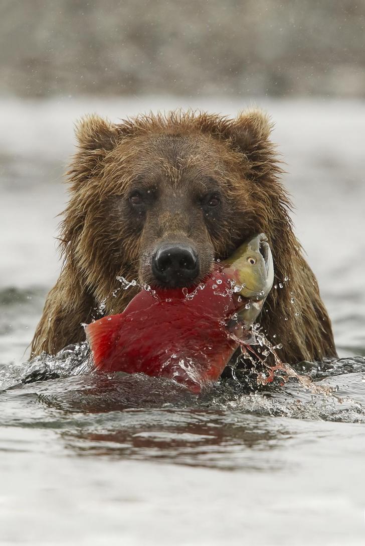 Brown bear with freshly caught salmon, Katmai National Park, Alaska