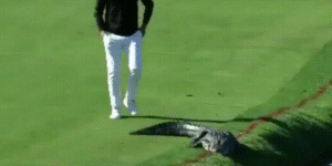 Some golfers are braver than others