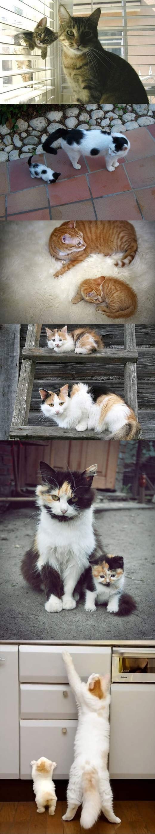 Cats and their kittens.