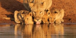 The morning drink at the local pond.