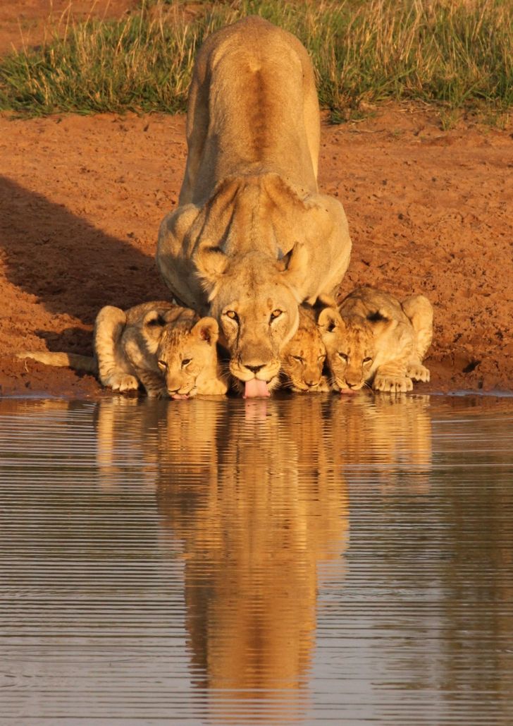 The morning drink at the local pond.