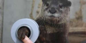 There is an aquarium where you can shake hands with otters.