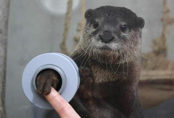 There is an aquarium where you can shake hands with otters.