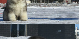 So This Canine Exists And He’s Ridiculously Fluffy