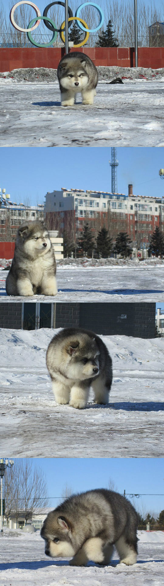 So This Canine Exists And He's Ridiculously Fluffy