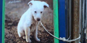 Dogs Trust poster campaign opposing the giving of dogs as Christmas presents