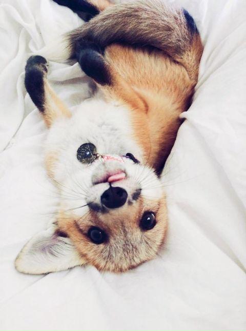 Fox tongue