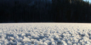 Ice Flowers