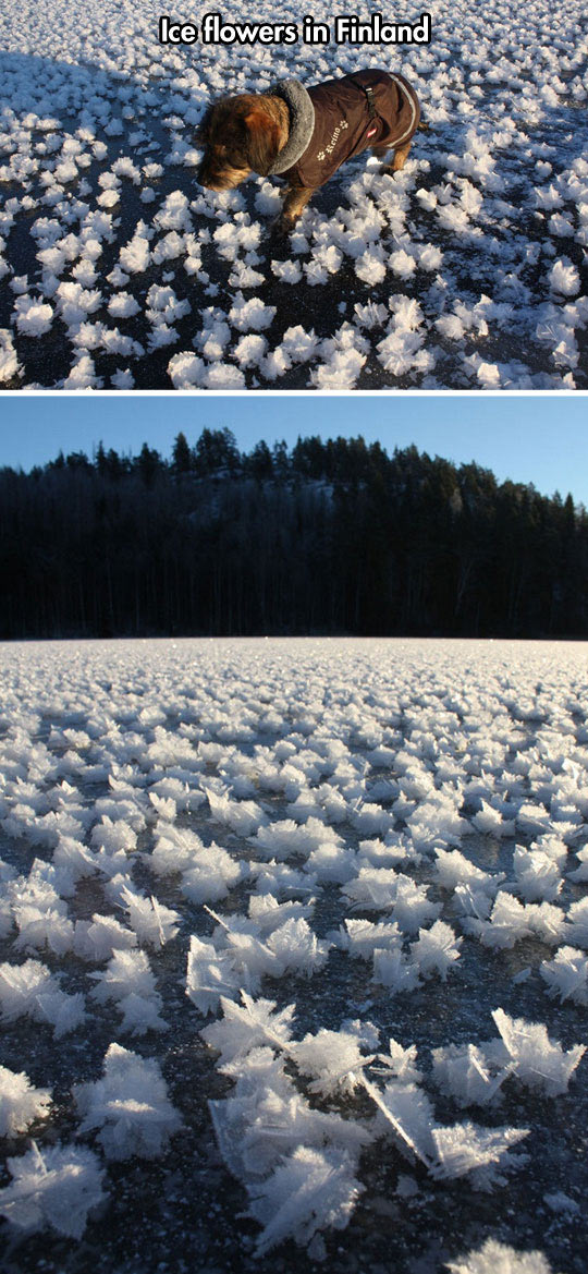 Ice Flowers