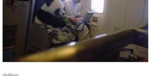 Pandas travel well, apparently