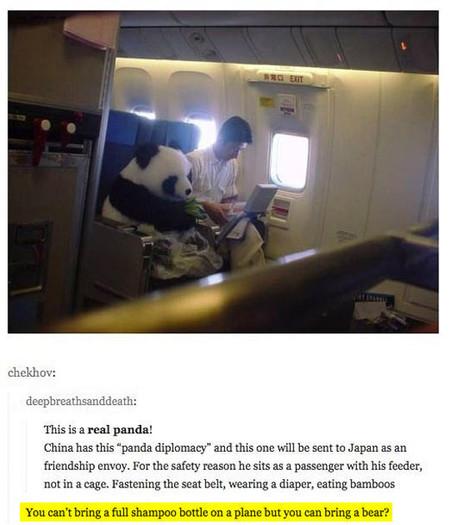 Pandas travel well, apparently