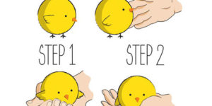 How to pick up chicks.