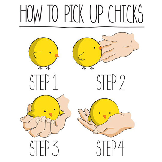 How to pick up chicks.