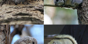 Japanese Flying Squirrels Look Unreal