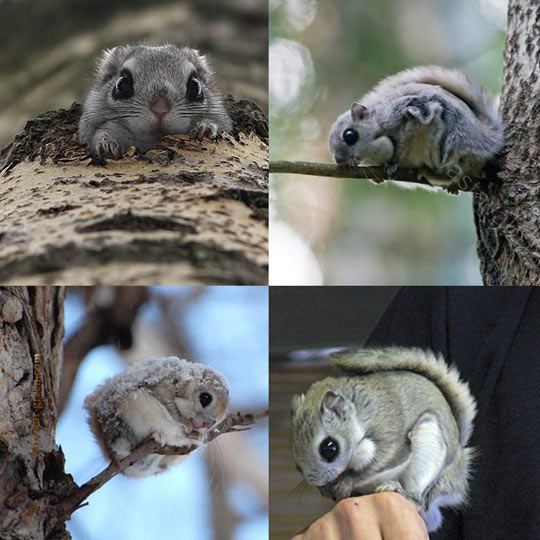 Japanese Flying Squirrels Look Unreal