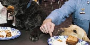 Bomb sniffing dog excitedly eats retirement cake after 8 years on the job