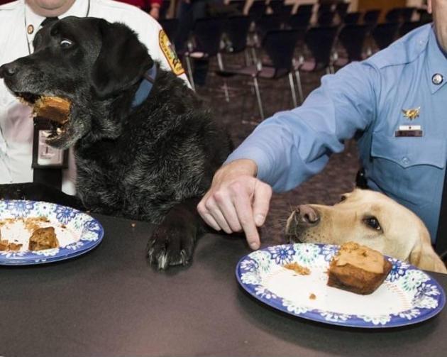 Bomb sniffing dog excitedly eats retirement cake after 8 years on the job