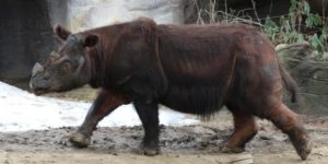 The Sumatran Rhinoceros, the only surviving member of Dicerorhinus and the only rhino species still covered in long hair.