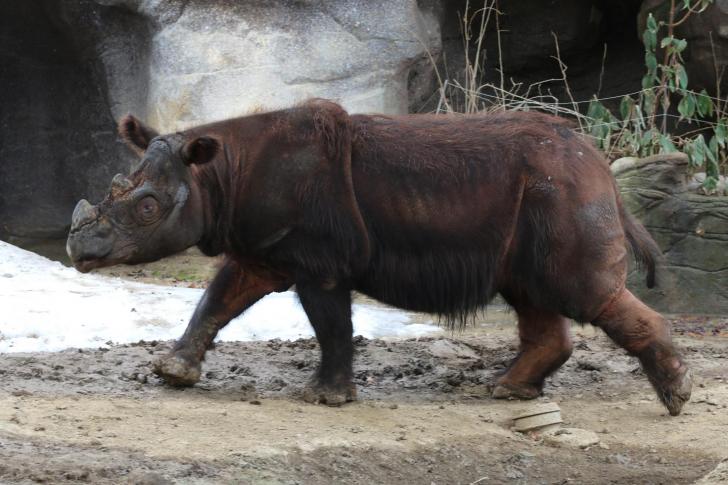 The Sumatran Rhinoceros, the only surviving member of Dicerorhinus and the only rhino species still covered in long hair.