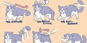 Ways to pet your cat.
