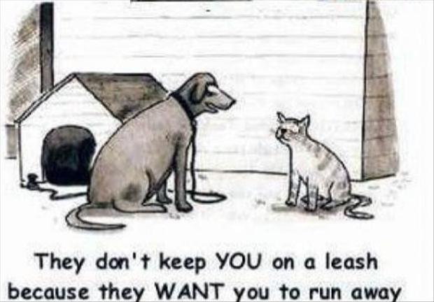 How dogs try to rationalize.