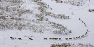 Wolfpack: The first 3 are the old or sick, they give the pace to entire pack so they aren’t left behind.Than come the 5 strongest, the front line.Last is the alpha from there he can see everything and control direction.