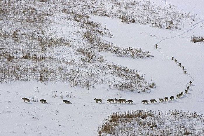 Wolfpack: The first 3 are the old or sick, they give the pace to entire pack so they aren't left behind.Than come the 5 strongest, the front line.Last is the alpha from there he can see everything and control direction.