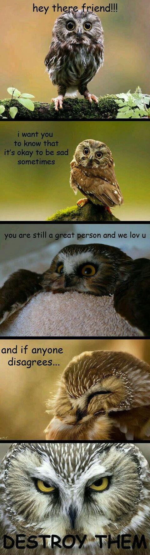 I love advice owl