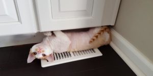 My cat does this whenever our heat comes on…