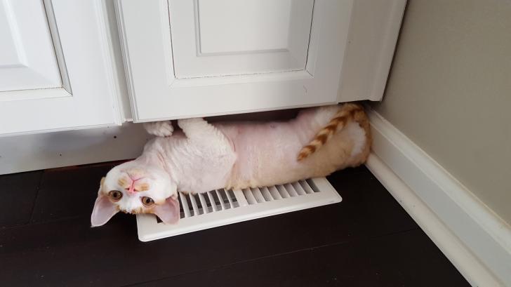 My cat does this whenever our heat comes on...