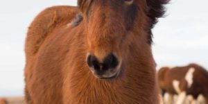 This horse has beautiful hair