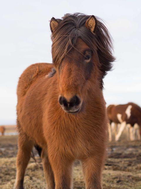 This horse has beautiful hair