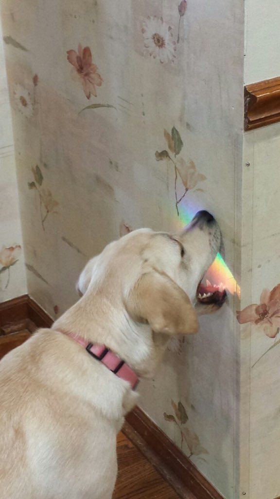 Taste the rainbow