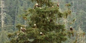 Tree decorations in Alaska