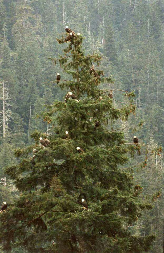 Tree decorations in Alaska