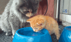 Cat teaching her baby how to drink water.