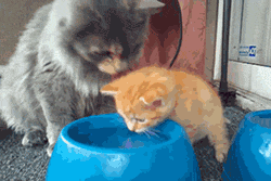 Cat teaching her baby how to drink water.
